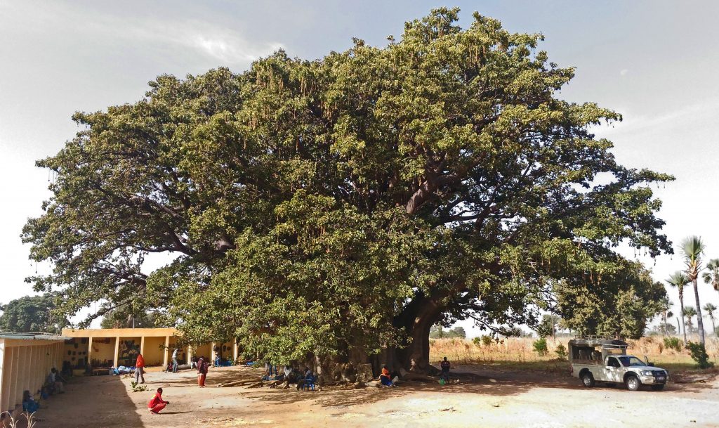 Baobab Sagrado, Joal, Senegal