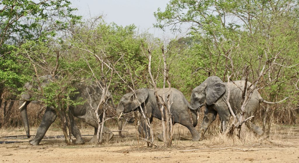 Elefantes en el Mole National Park, Ghana