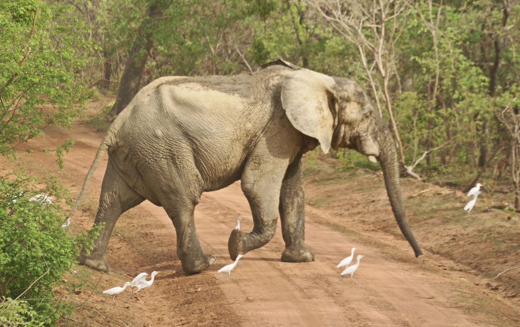 Elefante en el Mole National Park, Ghana