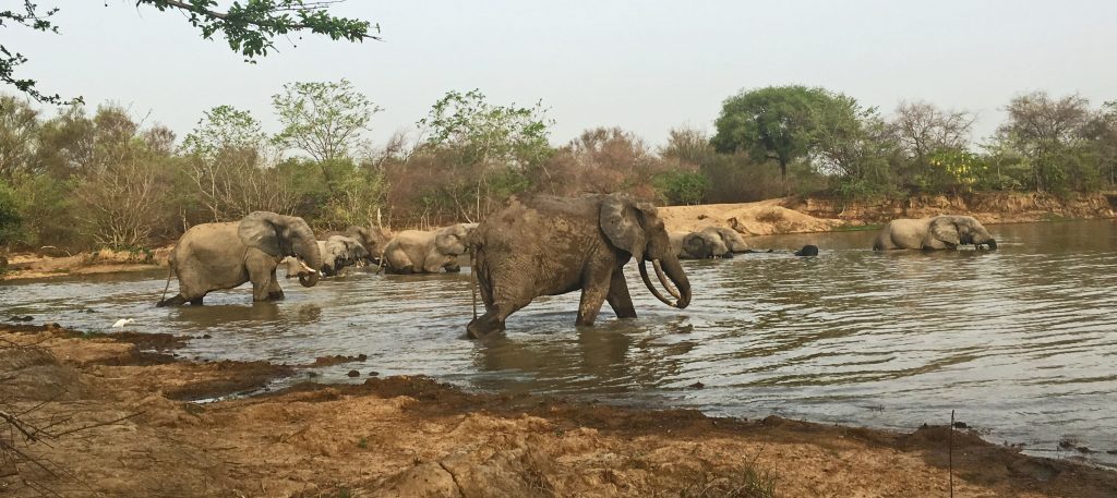 Elefantes en el Mole National Park, Ghana
